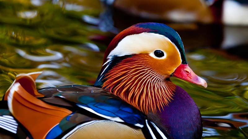 most beautiful birds in the world