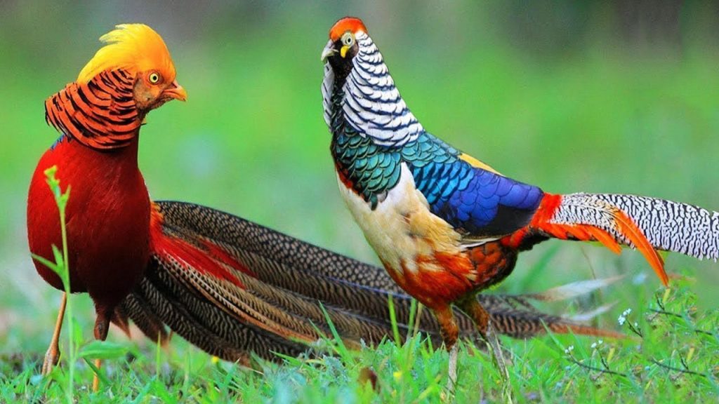 most beautiful birds in the world